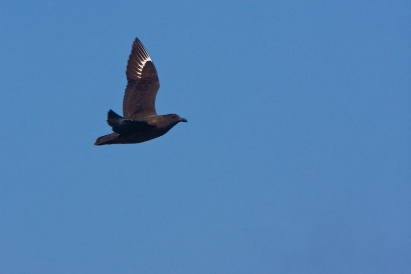 Brown Skua In Flight